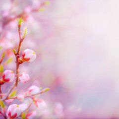 Купить