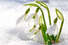 ИЗОБРАЖЕНИЕ Стеклодекор 28764 | КУПИТЬ В ИНТЕРНЕТ-МАГАЗИНЕ ARCPALACE