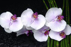 Купить